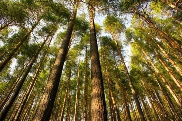 Trees in a forest